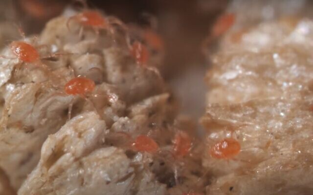 Phytoseiulus persimilis predatory mites (video screenshot) Phytoseiulus persimilis predatory mites (video screenshot)