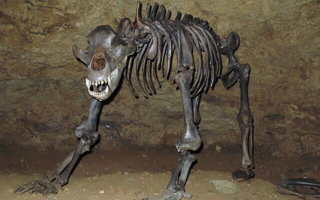 Extinct species of cave bear excavated in Devil's Cave, near Pottenstein, Germany. (Ra'ike, CC BY-SA 3.0, Wikimedia Commons) Extinct species of cave bear excavated in Devil's Cave, near Pottenstein, Germany. (Ra'ike, CC BY-SA 3.0, Wikimedia Commons)