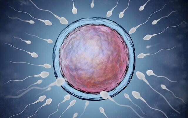 Illustrative image: egg, and sperm (iLexx via iStock via Getty Images) Illustrative image: egg, and sperm (iLexx via iStock via Getty Images)