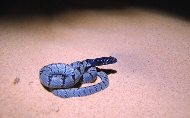 Telescopus hoogstraali, or Desert Tiger Snake, an endangered species of snake endemic to the Middle East. (Simon Jamison, Tel Aviv University) Telescopus hoogstraali, or Desert Tiger Snake, an endangered species of snake endemic to the Middle East. (Simon Jamison, Tel Aviv University)