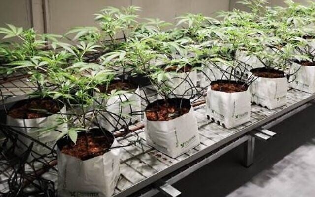 Enhanced cannabis plants grown by Israeli researchers at Hebrew University, May 2022. (Hebrew University) Enhanced cannabis plants grown by Israeli researchers at Hebrew University, May 2022. (Hebrew University)