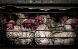 An undated picture of laying hens in a cage. (Animals Now)