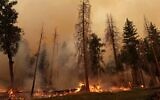 The Oak Fire outside Yosemite National Park burns through trees near Jerseydale, California, July 24, 2022. (JUSTIN SULLIVAN/GETTY IMAGES NORTH AMERICA/Getty Images via AFP)