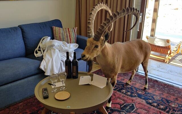 A Nubian ibex filmed in a room at the Bereshit Hotel in Mitzpe Ramon in southern Israel. (Lior Neuderfer/Facebook) A Nubian ibex filmed in a room at the Bereshit Hotel in Mitzpe Ramon in southern Israel. (Lior Neuderfer/Facebook)