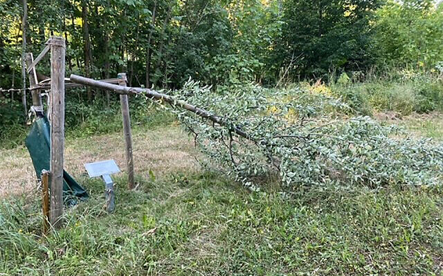 Vandals cut down memorial trees at the former Nazi camp of Buchenwald in Germany, July 19, 2022. (Stiftg. Gedenkstätten Buchenwald u. Mittelbau-Dora via JTA) Vandals cut down memorial trees at the former Nazi camp of Buchenwald in Germany, July 19, 2022. (Stiftg. Gedenkstätten Buchenwald u. Mittelbau-Dora via JTA)