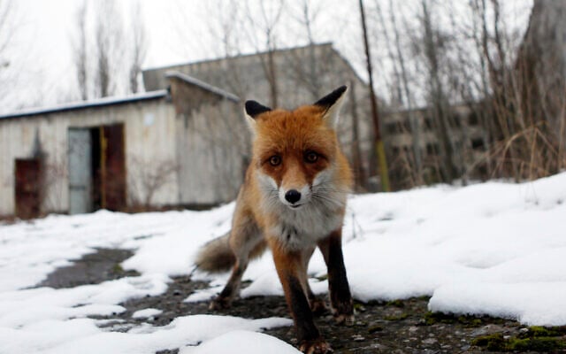 Illustrative: In this file photo taken on Thursday, Dec. 22, 2016, a fox roams in the deserted town of Pripyat, some 3 kilometers from the Chernobyl nuclear plant in Ukraine. (AP Photo/Sergei Chuzavkov, File) Illustrative: In this file photo taken on Thursday, Dec. 22, 2016, a fox roams in the deserted town of Pripyat, some 3 kilometers from the Chernobyl nuclear plant in Ukraine. (AP Photo/Sergei Chuzavkov, File)