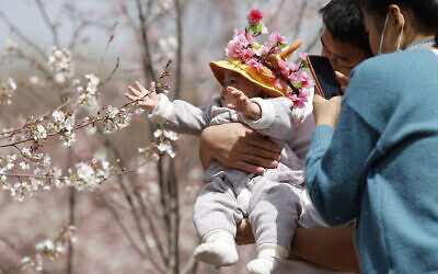 A man holds a child for photos near a cherry blossom tree in Beijing on March 24, 2021. (AP Photo/Ng Han Guan, File)