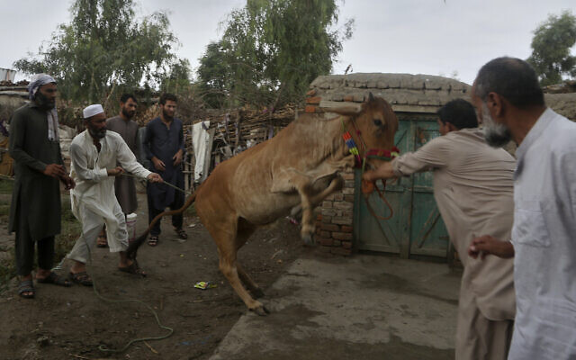 Afghan refugees struggle to control a bull for slaughtering on the occasion of the Eid al-Adha holiday in the Kazana Refugee camp on the outskirts of Peshawar, Pakistan, July 9, 2022 (AP Photo/Muhammad Sajjad) Afghan refugees struggle to control a bull for slaughtering on the occasion of the Eid al-Adha holiday in the Kazana Refugee camp on the outskirts of Peshawar, Pakistan, July 9, 2022 (AP Photo/Muhammad Sajjad)