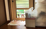 This image from a video shows a monkey loitering around a home in Yamaguchi, Japan, July 23, 2022 (Anonymous via AP)