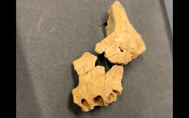 A fragment of jawbone from an ancient human found in Spain and believed to be 1.4 million years old. (Twitter screenshot) A fragment of jawbone from an ancient human found in Spain and believed to be 1.4 million years old. (Twitter screenshot)