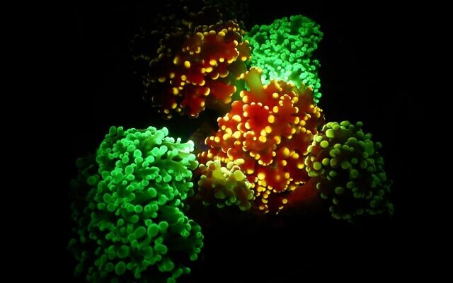 Glowing corals. (Tel Aviv University)