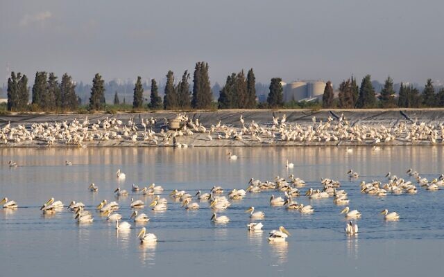 Great white pelicans at a water reservoir in the Hefer valley, in central Israel, on October 22, 2021. Pelicans stop off in Israel during their annual migration from the Balkans to Africa, where they enjoy a mild winter before returning to Europe. (Moshe Shai/Flash90)