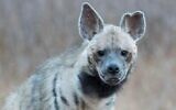 An undated photo of Ruti the hyena, who was run over and killed outside of the central city of Modiin on July 16, 2020. (Effie Cohen, a volunteer with the Israel Nature and Parks authority)