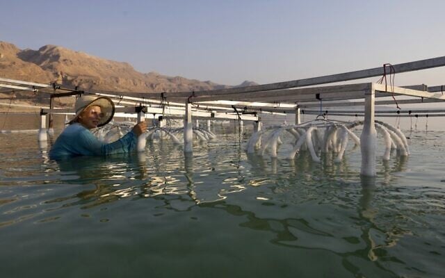 Multidisciplinary Israeli artist Sigalit Landau is pictured next to one of her artworks, submerged in the salty Dead Sea water at the Ein Bokek resort, on August 2, 2022. (MENAHEM KAHANA / AFP)