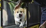 A dog runs on a treadmill at the 'Posh Pets' boutique and spa in Abu Dhabi on August 16, 2022. (Karim SAHIB / AFP)