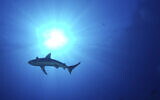 In this January 7, 2012 photo provided by the US Fish and Wildlife Service, a shark swims off the coast of Midway Atoll in the Northwestern Hawaiian Islands.(Wyland/NOAA via AP)