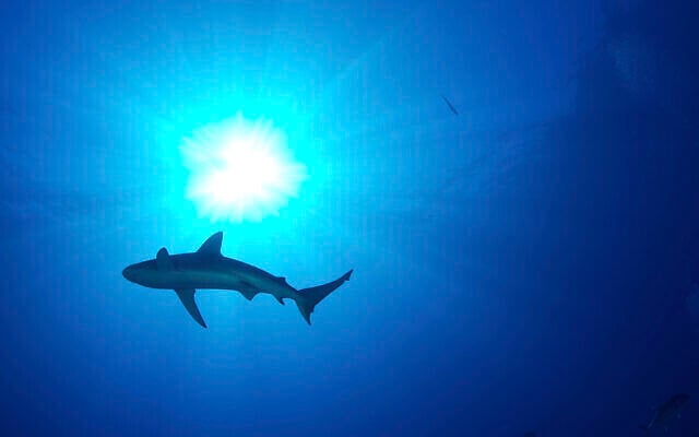 In this January 7, 2012 photo provided by the US Fish and Wildlife Service, a shark swims off the coast of Midway Atoll in the Northwestern Hawaiian Islands.(Wyland/NOAA via AP) In this January 7, 2012 photo provided by the US Fish and Wildlife Service, a shark swims off the coast of Midway Atoll in the Northwestern Hawaiian Islands.(Wyland/NOAA via AP)