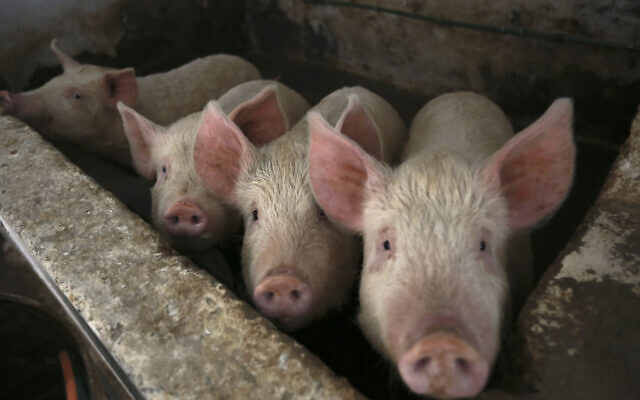 Pigs look up from their enclosure at the San Matias shelter for migrants in Ciudad Juarez, Mexico, Wednesday, Feb. 9, 2022. (AP/Christian Chavez) Pigs look up from their enclosure at the San Matias shelter for migrants in Ciudad Juarez, Mexico, Wednesday, Feb. 9, 2022. (AP/Christian Chavez)