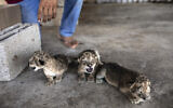 Three newborn lion cubs are displayed at Nama zoo in Gaza City, August 13, 2022. (AP Photo/Fatima Shbair)