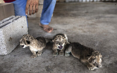Three newborn lion cubs are displayed at Nama zoo in Gaza City, August 13, 2022. (AP Photo/Fatima Shbair)