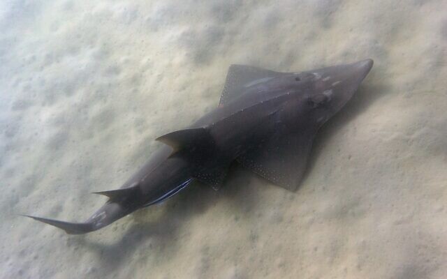 A guitarfish spotted off the cost of Eilat, August 2022. (Ofer Bar Yanai via Israel Nature and Parks Authority) A guitarfish spotted off the cost of Eilat, August 2022. (Ofer Bar Yanai via Israel Nature and Parks Authority)