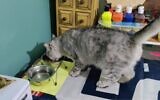 Jewel the cat returns home after the family held a funeral for him when he was believed killed in a rocket attack in the Eshkol region. (Screen capture/Channel 12)