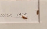 Bugs are seen inside the frame of a picture by the renowned German photographers Bernd and Hilla Becher in the Tehran Museum of Contemporary Art in a video released by BBC Persia on August 14, 2022. (Screenshot)