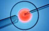 Illustrative image: A single sperm is injected directly into an egg as part of IVF (Lars Neumann; iStock by Getty Images)