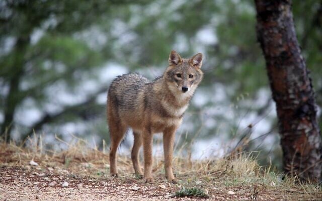 A jackal at the KKL's Biriya Forest, the largest planted forest in the Galilee in northern Israel. (Avi Hirshfield) A jackal at the KKL's Biriya Forest, the largest planted forest in the Galilee in northern Israel. (Avi Hirshfield)