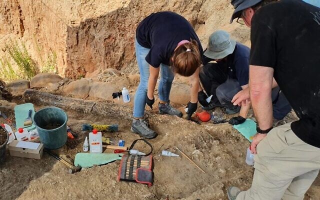 Archaeologists, paleontologists and conservators surround the tusk of a straight-tusked elephant, discovered at Kibbutz Revadim, southern Israel, in August 2022. (Yoli Schwartz/Israel Antiquities Authority) Archaeologists, paleontologists and conservators surround the tusk of a straight-tusked elephant, discovered at Kibbutz Revadim, southern Israel, in August 2022. (Yoli Schwartz/Israel Antiquities Authority)