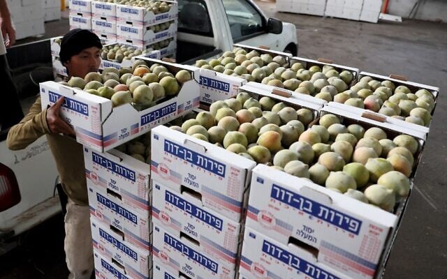 A farm worker unloads crates of Watermelon Plum, a variety of hybrid fruit in a specialised farm in the moshav of Yesod HaMa'Ala in northern Israel, on July 21, 2022. (JACK GUEZ/AFP)