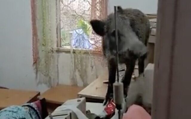 A wild boar is seen in an apartment it broke into in the northern city of Haifa, September 14, 2022. (Twitter screenshot, used in accordance with Clause 27a of the Copyright Law) A wild boar is seen in an apartment it broke into in the northern city of Haifa, September 14, 2022. (Twitter screenshot, used in accordance with Clause 27a of the Copyright Law)
