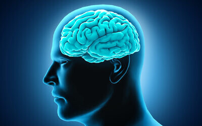 Illustrative image of a human brain (onimate via iStock by Getty Images)