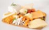 Vegan cheeses produced by Vgarden and marketed in Israel under the name Mashu Mashu. (Courtesy, Vgarden)