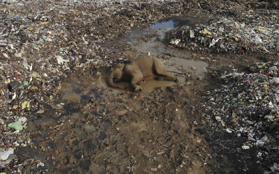 The body of a wild elephant lies in an open landfill in Pallakkadu village in Ampara district, about 210 kilometers (130 miles) east of the capital Colombo, Sri Lanka, Thursday, Jan. 6, 2022. (AP/Achala Pussalla)