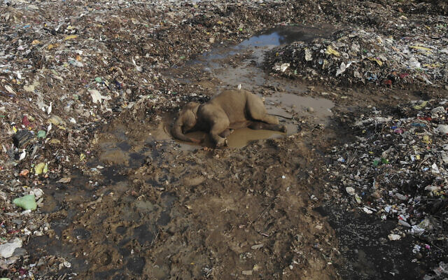 The body of a wild elephant lies in an open landfill in Pallakkadu village in Ampara district, about 210 kilometers (130 miles) east of the capital Colombo, Sri Lanka, Thursday, Jan. 6, 2022. (AP/Achala Pussalla)