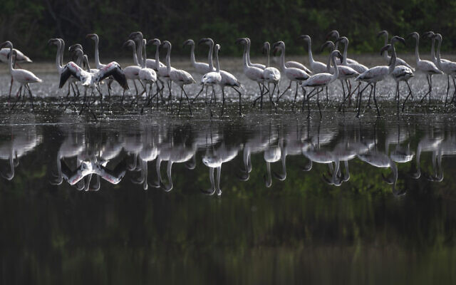 Flamingoes stand in a creek in Navi Mumbai, India, Thursday, May 26, 2022. (AP Photo/Rafiq Maqbool)