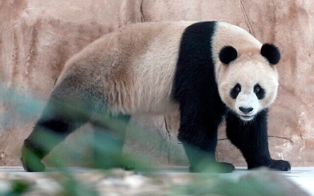 Suhail, a male Panda sent by China to Qatar as a gift for the World Cup, walks in his shelter at the Panda House Garden in Al Khor, near Doha, Qatar, Wednesday, Oct. 19, 2022. Another panda, a female named Thuraya, arrived Wednesday with Suhail. (AP Photo, Lujain Jo)