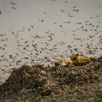 The Dudaim dump site is the biggest landfill in Israel, near the Bedouin city of Rahat in southern Israel, August 10, 2016. (Yaniv Nadav/Flash90)