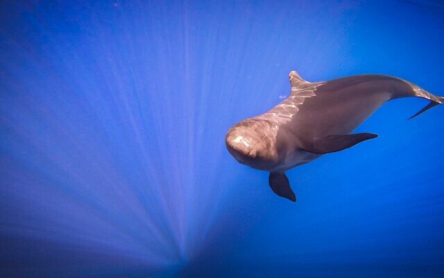 A false killer whale swimming off the coast of Eilat in southern Israel on October 4, 2022. (Omri Omessi, INPA) A false killer whale swimming off the coast of Eilat in southern Israel on October 4, 2022. (Omri Omessi, INPA)