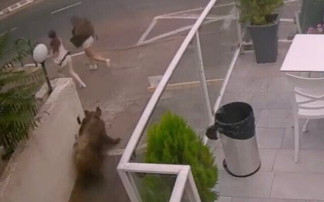 Two girls are seen running from a wild boar in the northern city of Haifa, October 12, 2022. (Twitter screenshot; used in accordance with clause 27a of the Copyright Law) Two girls are seen running from a wild boar in the northern city of Haifa, October 12, 2022. (Twitter screenshot; used in accordance with clause 27a of the Copyright Law)