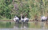 The first cranes of the fall migration season arrive at the Hula Lake Park is northern Israel, October 11, 2022. (Inbar Shlomit Rubin, KKL)