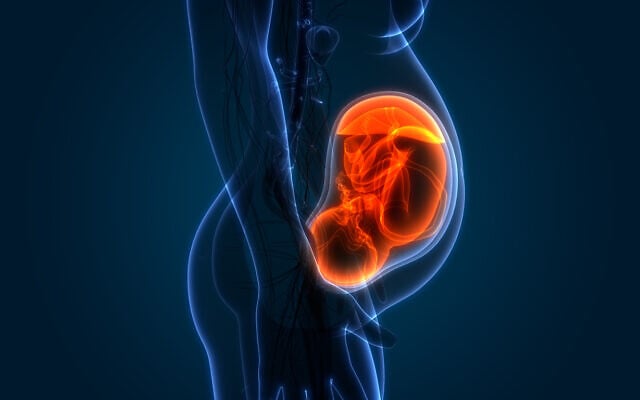 Illustrative image: A 3D illustration of a fetus in the womb. (magicmine via iStock by Getty Images) Illustrative image: A 3D illustration of a fetus in the womb. (magicmine via iStock by Getty Images)