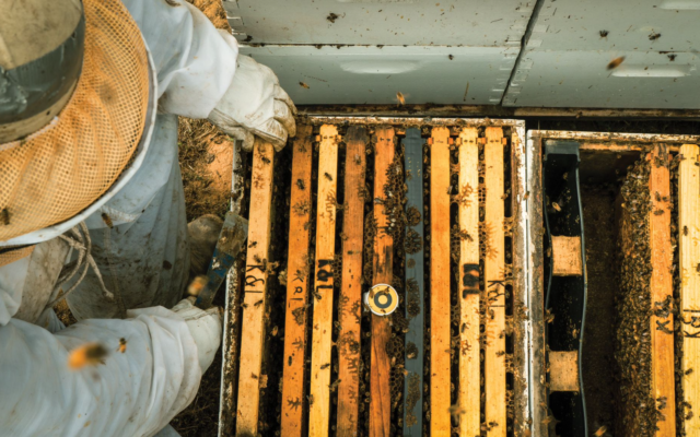 BeeHero develps sensor technology for hives to monitor welfare of bees. (Courtesy)