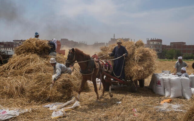 A horse cart driver transports wheat to a mill on a farm in the Nile Delta province of al-Sharqia, Egypt, on May 11, 2022 (AP Photo/Amr Nabil, File) A horse cart driver transports wheat to a mill on a farm in the Nile Delta province of al-Sharqia, Egypt, on May 11, 2022 (AP Photo/Amr Nabil, File)