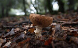 Illustrative. A mushroom growing in a forest in Israel, January 17, 2022. (Mila Aviv/Flash90)