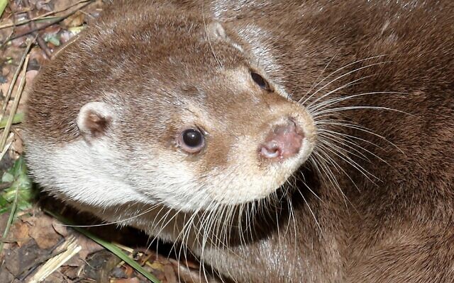A European otter. (Ezra Haddad, INPA)