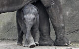 Illustrative: Little three month old elephant Leev Ma Rie walks under her mother at the zoo in Cologne, Germany, October 1, 2020. (AP Photo/Martin Meissner)