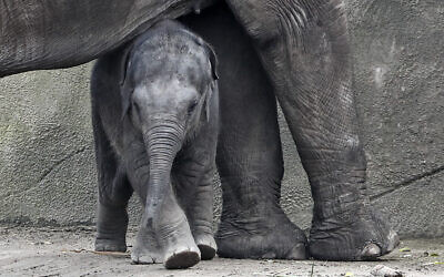 Illustrative: Little three month old elephant Leev Ma Rie walks under her mother at the zoo in Cologne, Germany, October 1, 2020. (AP Photo/Martin Meissner)