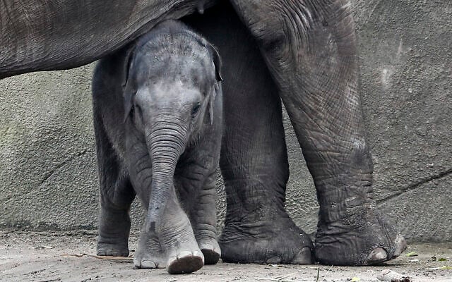Illustrative: Little three month old elephant Leev Ma Rie walks under her mother at the zoo in Cologne, Germany, October 1, 2020. (AP Photo/Martin Meissner) Illustrative: Little three month old elephant Leev Ma Rie walks under her mother at the zoo in Cologne, Germany, October 1, 2020. (AP Photo/Martin Meissner)